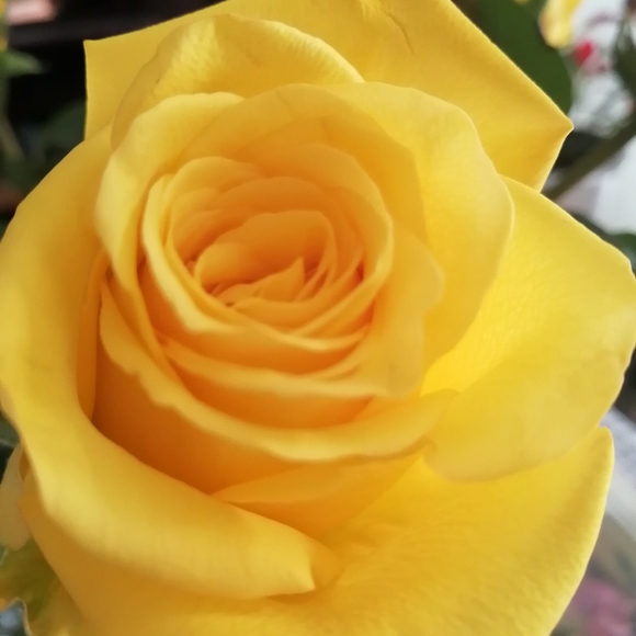 Meet your Posher, Sandi - Picture 5 of 6